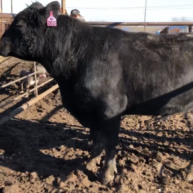 ANGUS COWS FOR SALE