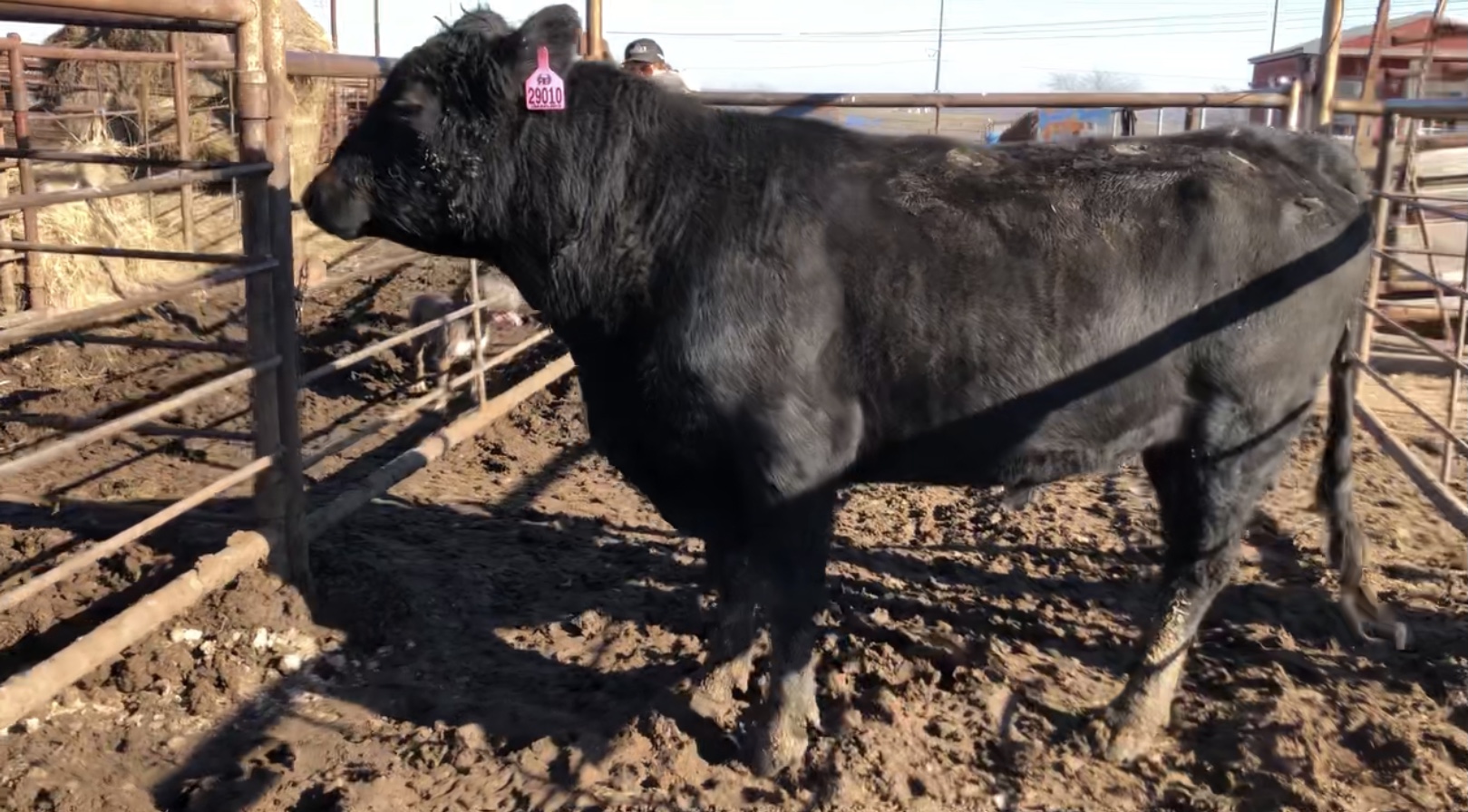 ANGUS COWS FOR SALE