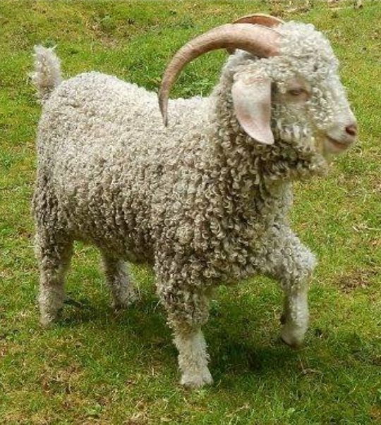 ANGORA GOATS FOR SALE