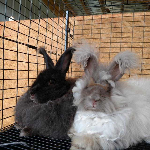 Angora Rabbit