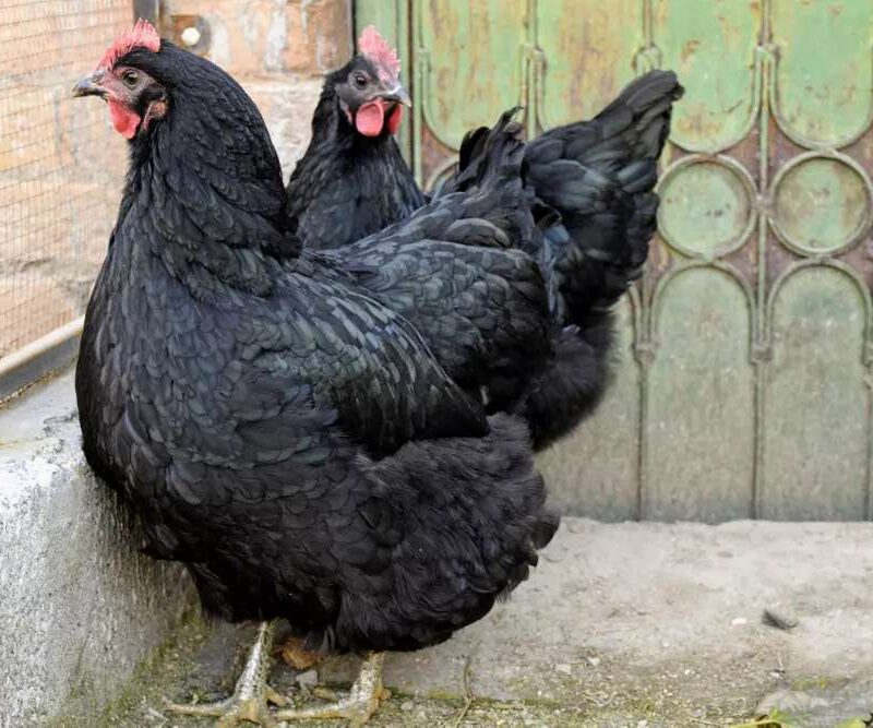 Australorp Chicken for sale