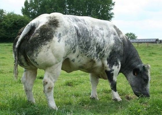 belgian blue cattle