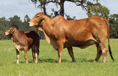 Brahman Cattle