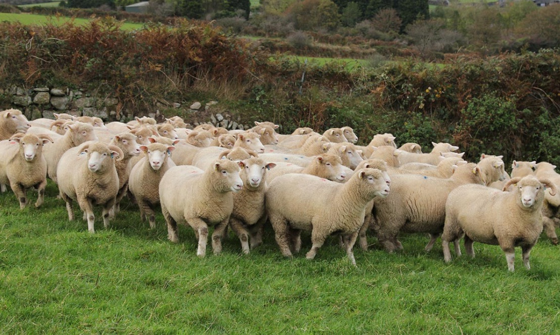 Dorset Sheep For Sale