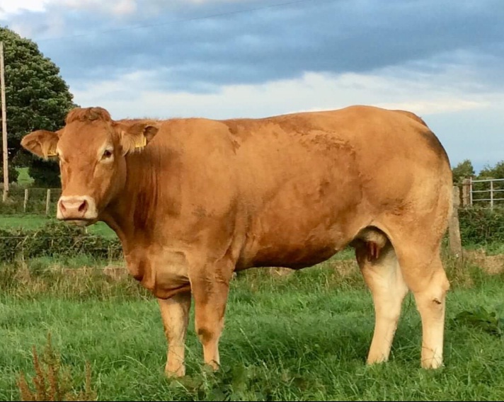 Limousin cattle