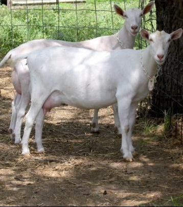 WHITE SAANEN GOAT FOR SALE