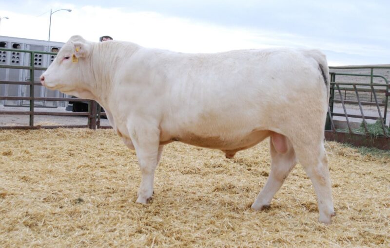 Charolais Bulls Cows for sale