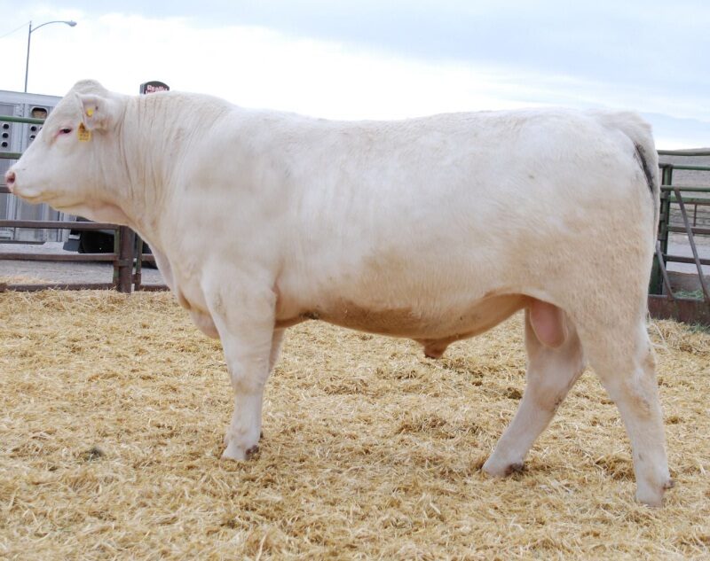 Charolais Bulls Cows for sale