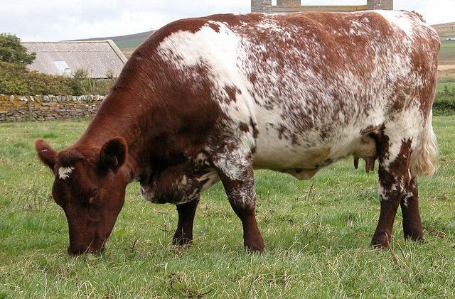 milking shorthorn