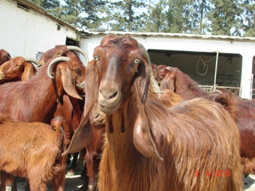 Shami Goats for Sale