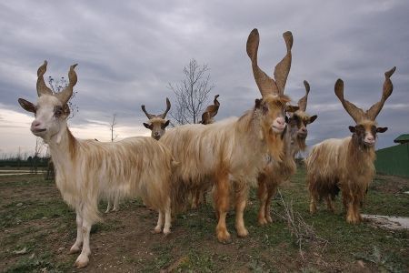 GIRGENTANA GOAT FOR SALE