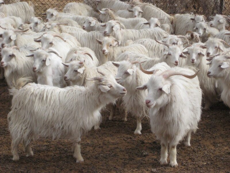 HEXI CASHMERE GOAT FOR SALE