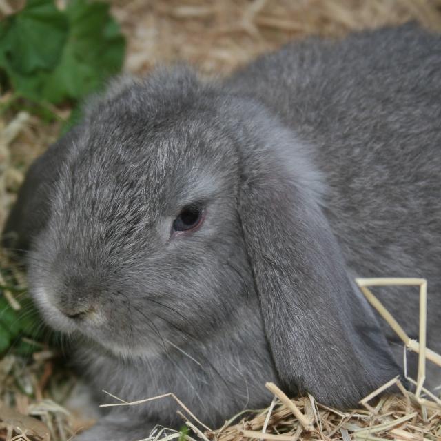 Holland Lop Rabbit