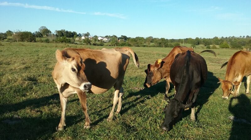 JERSEY COWS FOR SALE21