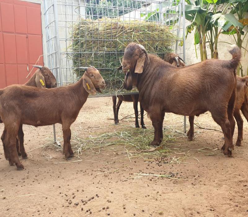 KALAHARI RED GOATS FOR SALE