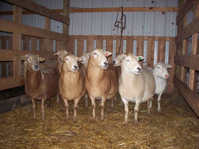 KATAHDIN SHEEP FOR SALE