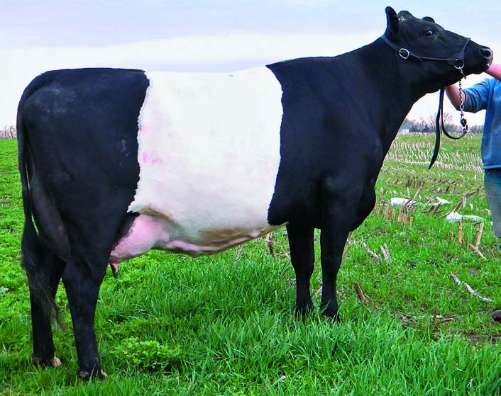 LAKENVELDER CATTLE FOR SALE