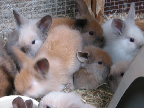 Lionhead Rabbit