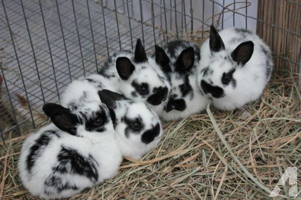 New Zealand Rabbit