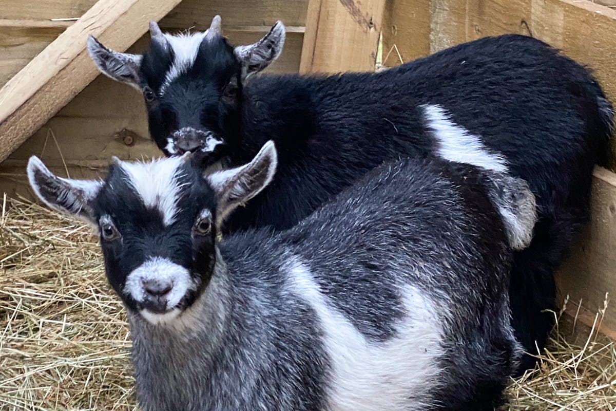 PYGMY GOAT FOR SALE