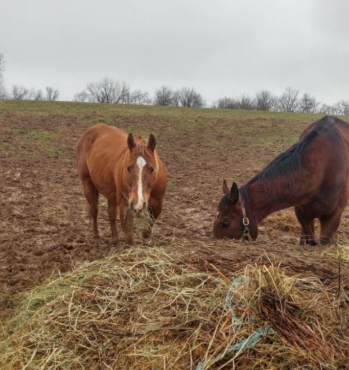 Thoroughbred Horse for sale