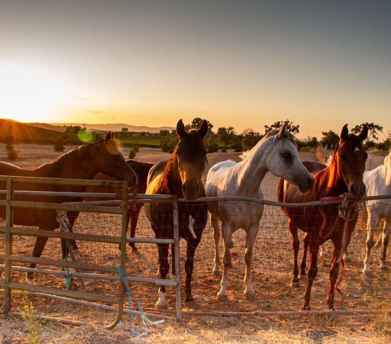 Arabian Horse For Sale