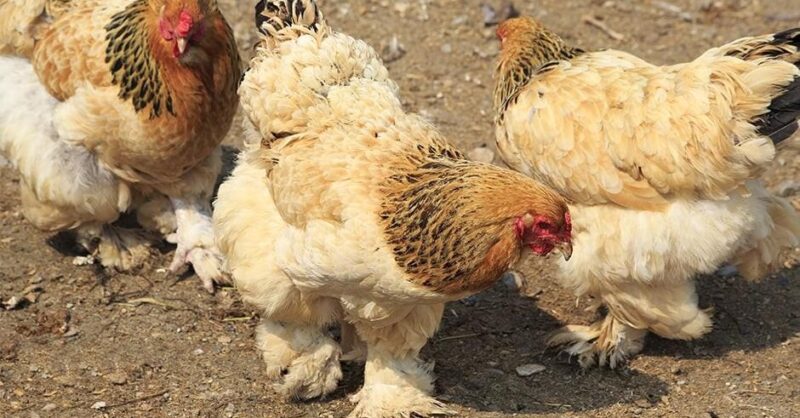 Cochin Chicken for sale