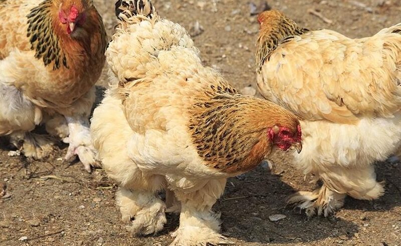 Cochin Chicken for sale