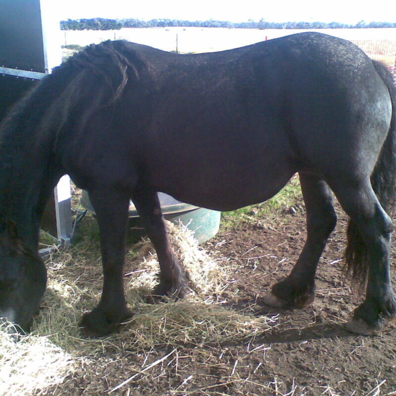 Friesian Horse for sale