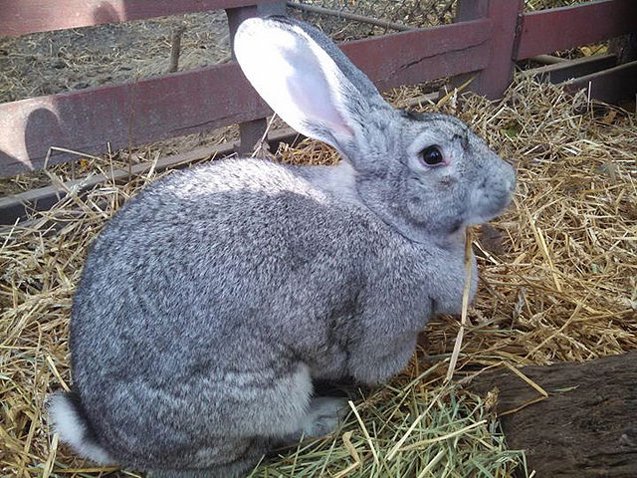 Grand Chinchilla Rabbit