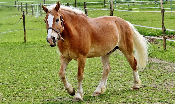 Haflinger Horses for sale