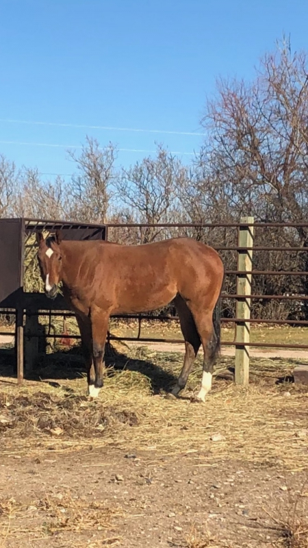 Standardbred Horse for sale