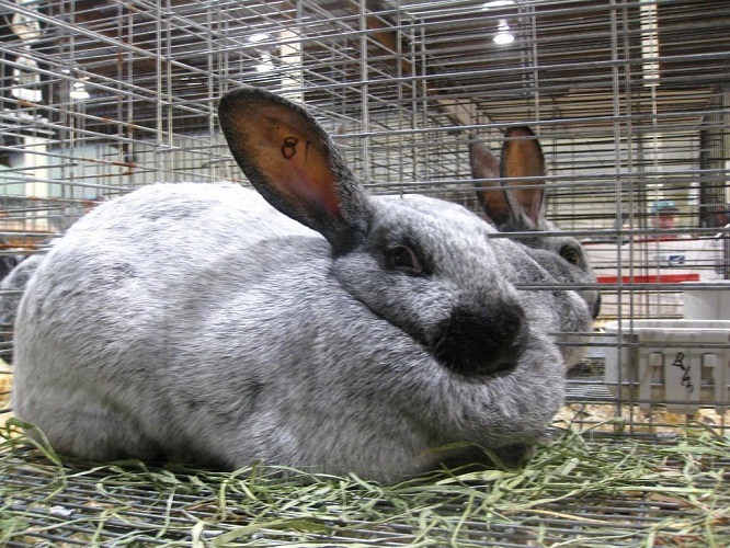 Argenté Rabbit