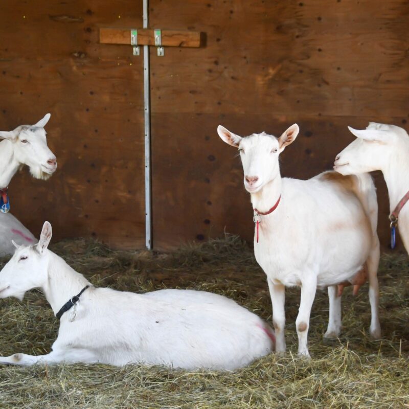 LAOSHAN GOAT FOR SALE