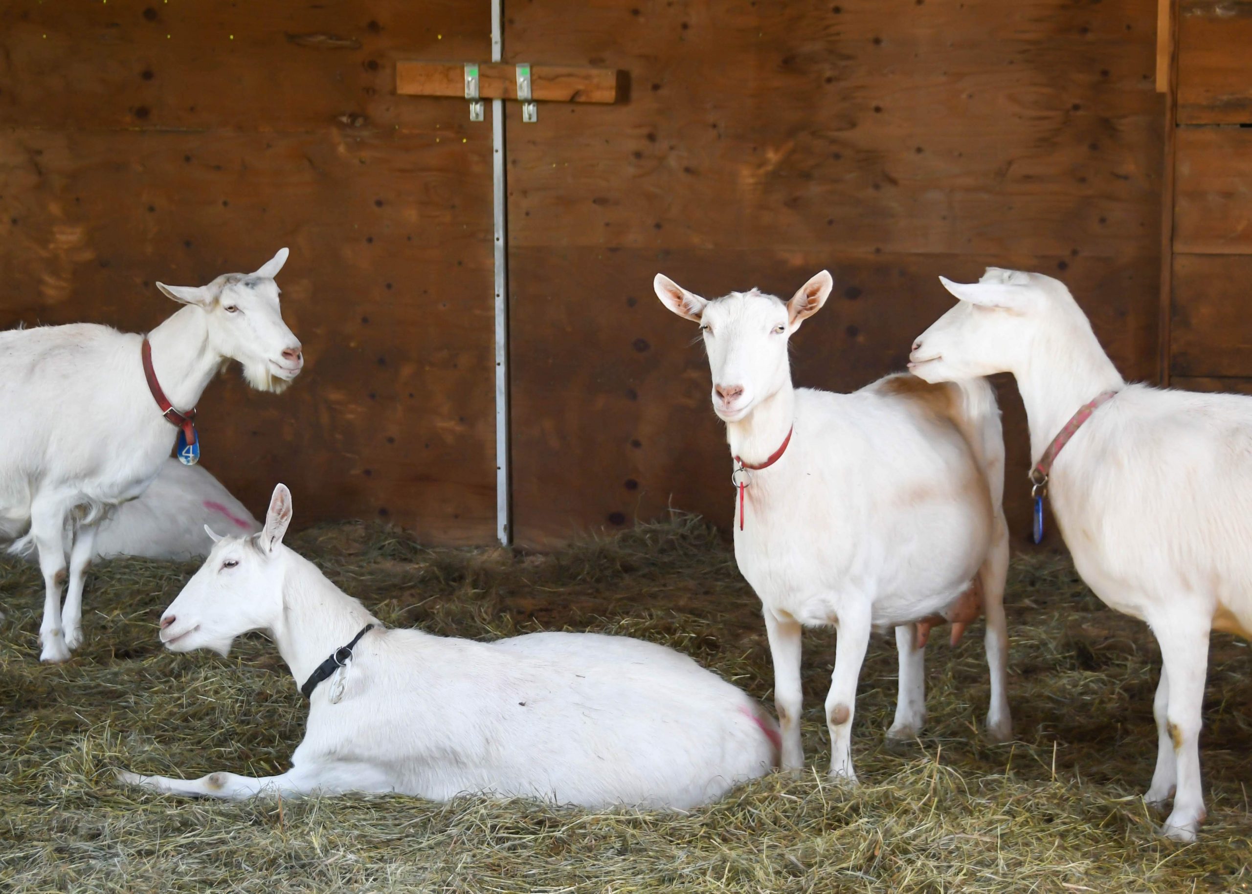 LAOSHAN GOAT FOR SALE