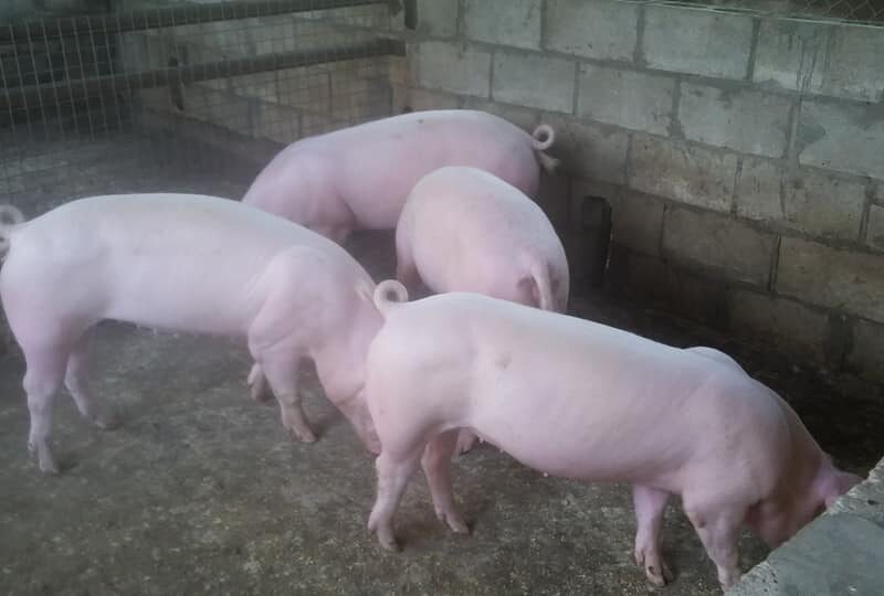 Large White Pigs for sale