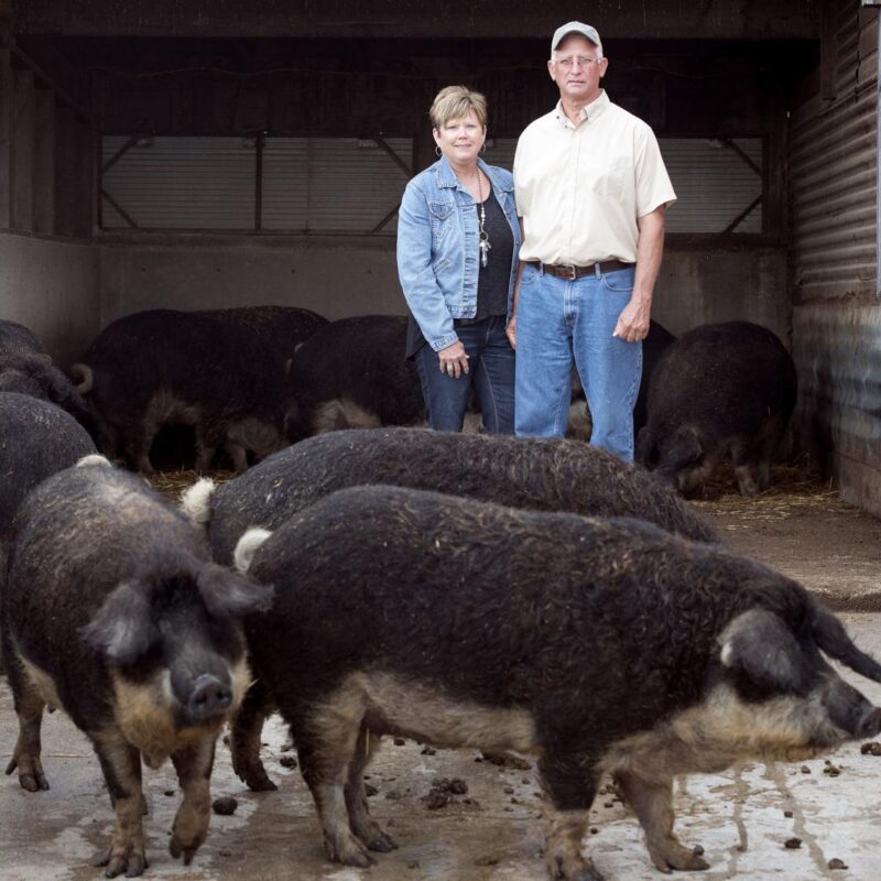 Mangalica Pigs for sale