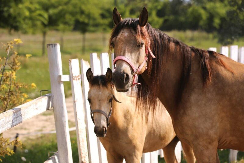 Morgan Horse for sale