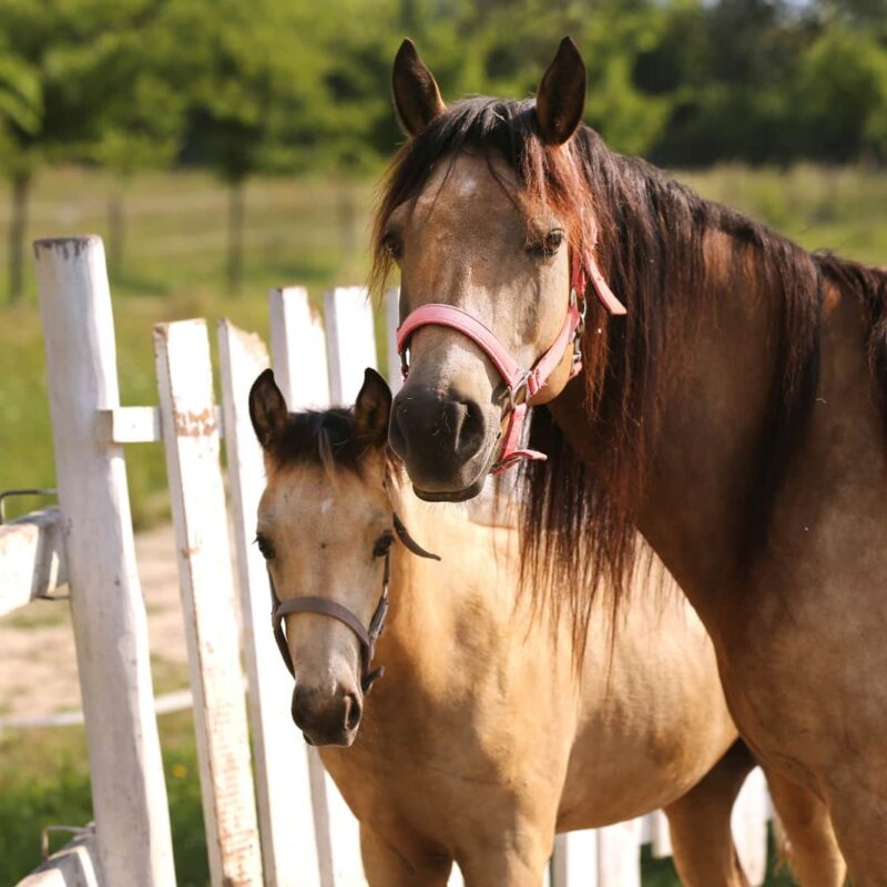 Morgan Horse for sale