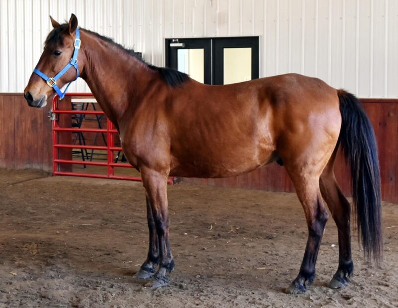 Mustang Horse for sale