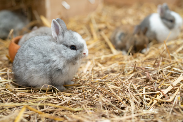 Netherland Dwarf Rabbit