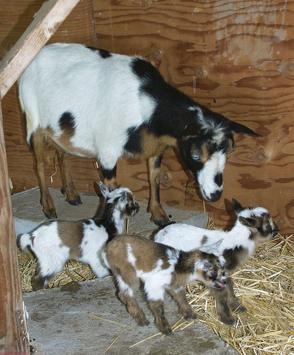 NIGERIAN DWARF GOATS FOR SALE