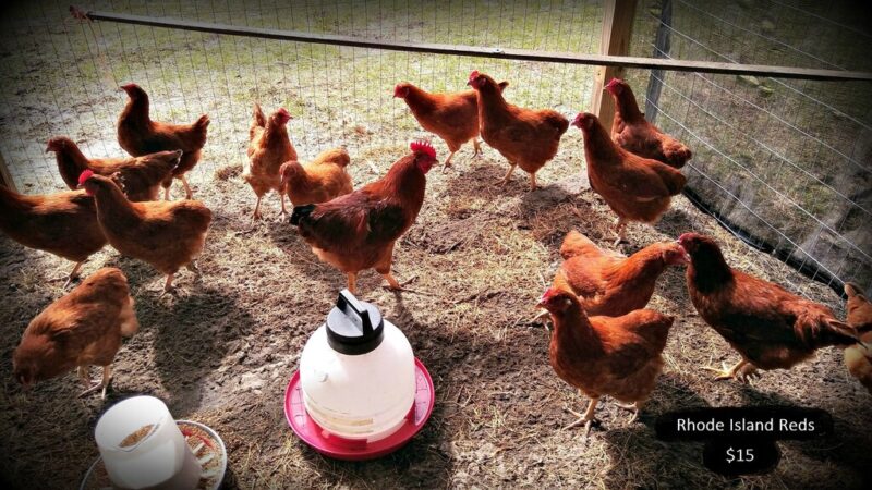 Rhode Island Red for sale