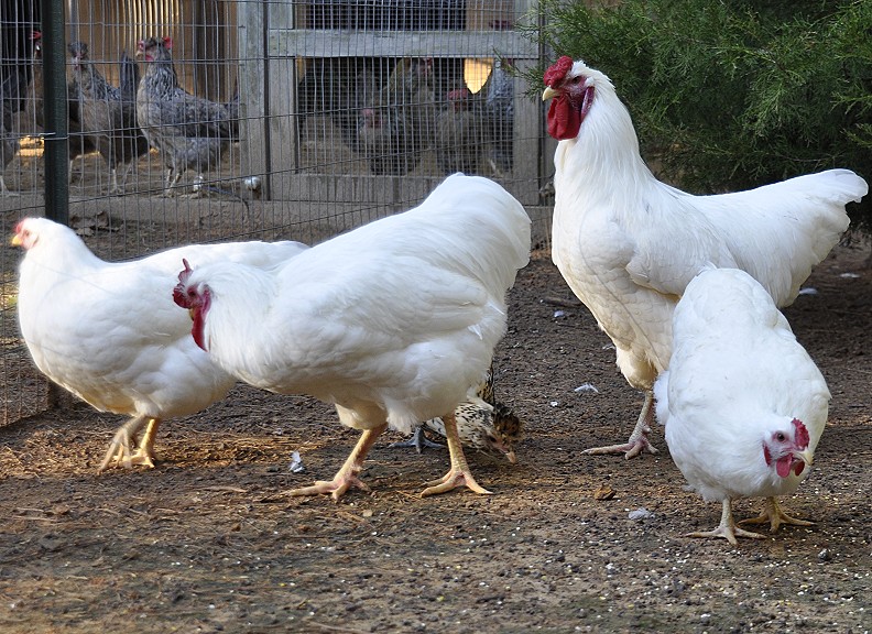 Rhode Island White for sale