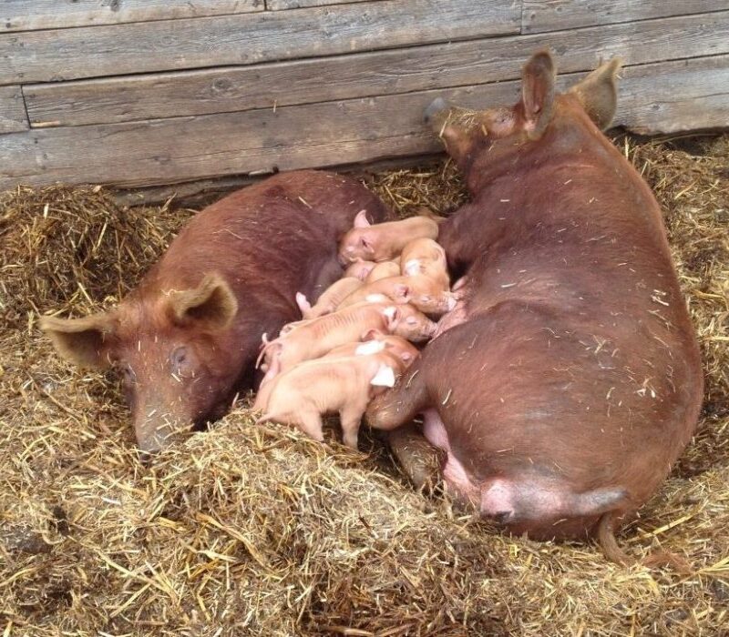 Tamworth Pigs for sale