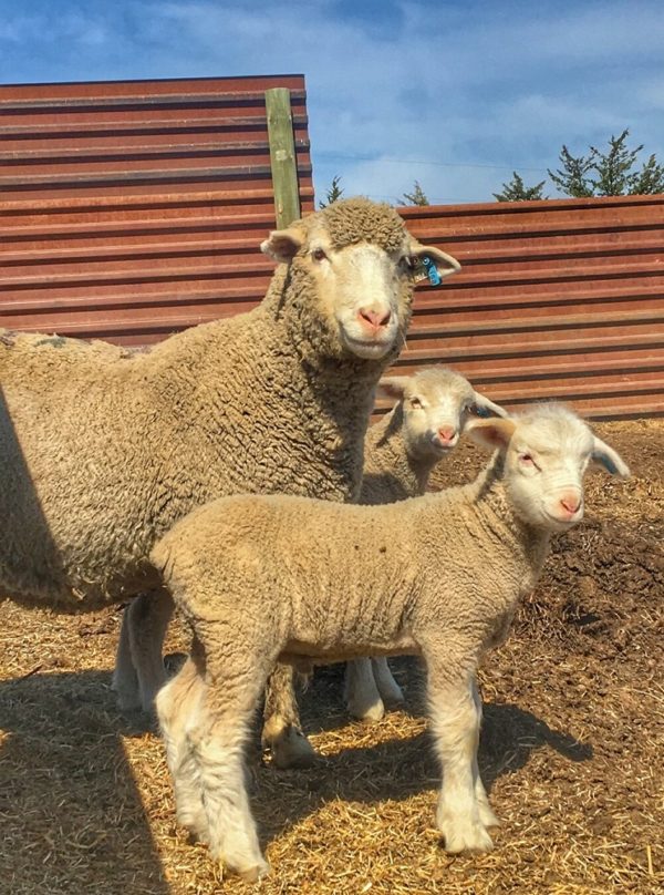 TARGHEE SHEEP FOR SALE